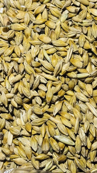 Ячмень семенной чистый