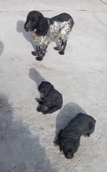 Продам щенков спаниеля