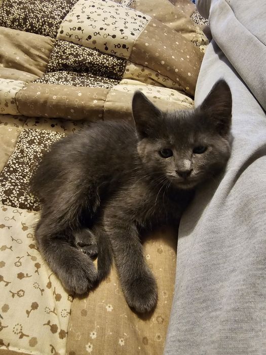 Котенца. Сивичко ,Беличко и два чернички...