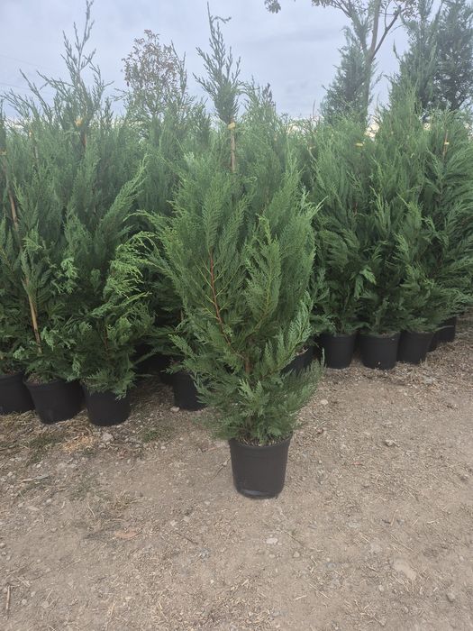 Brazi Mesteacăn Tei Arțar Plante Ornamentale