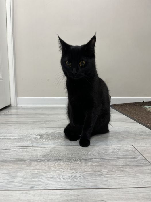 Кошка черная домашняя