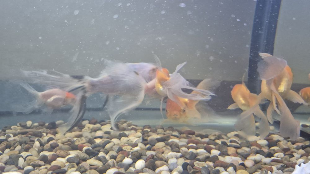 Аквариумные рыбы, комета, красная шапочка