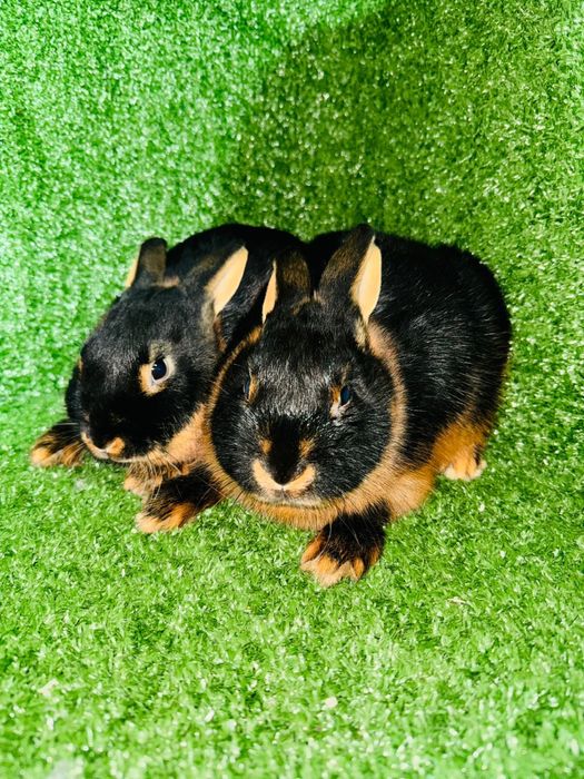 Кролики Рекс разных окрасов