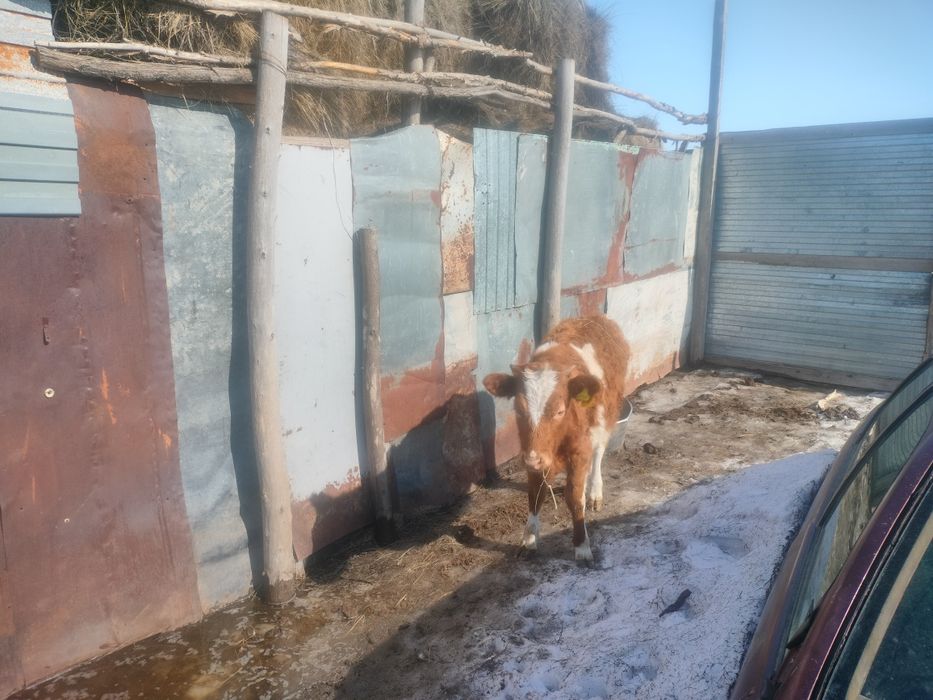 Продам тёлок полутора годовалых