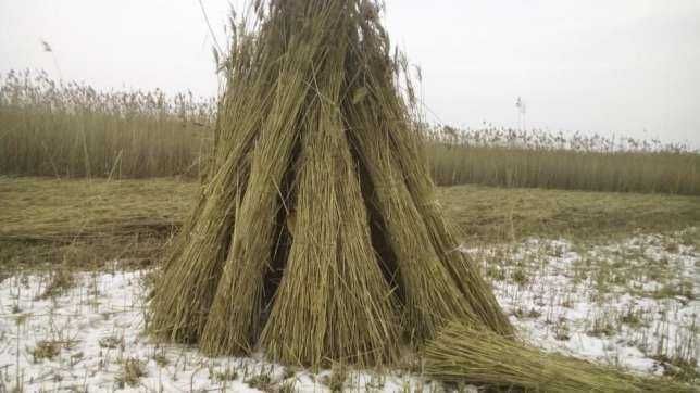 primin comenzi pentru stuf