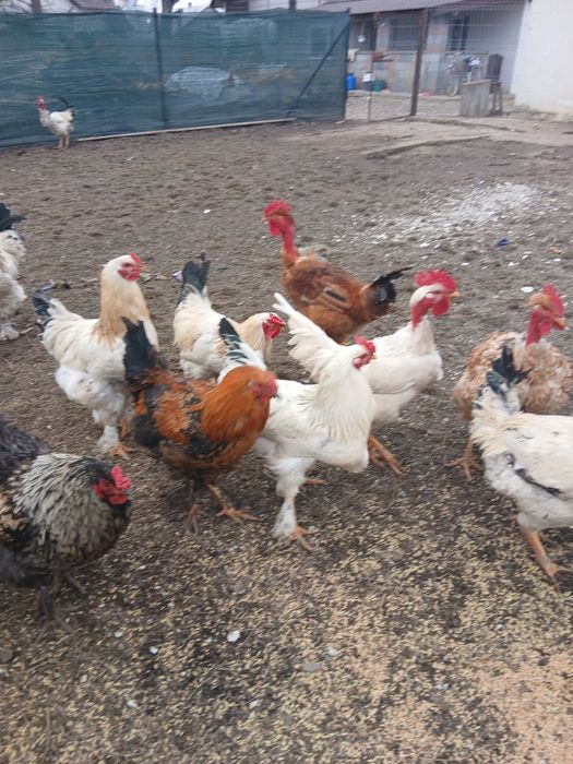 Vând cocoși de casă