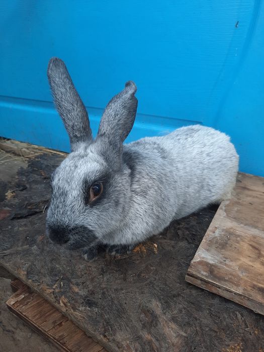 Кролики Полтавское серебро