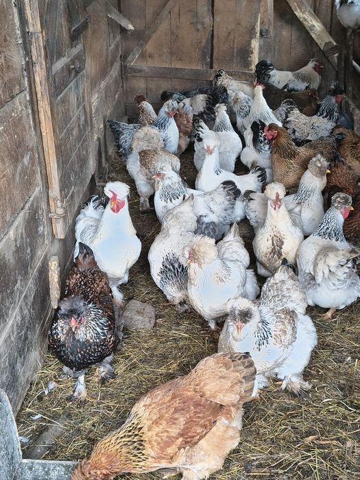 Ouă pentru incubat, găini moțate și bărboase.gainile sunt vaccinate.