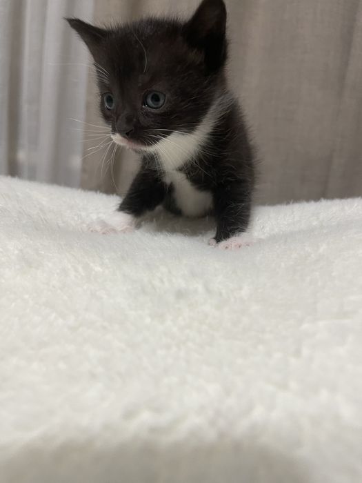 породистые котята