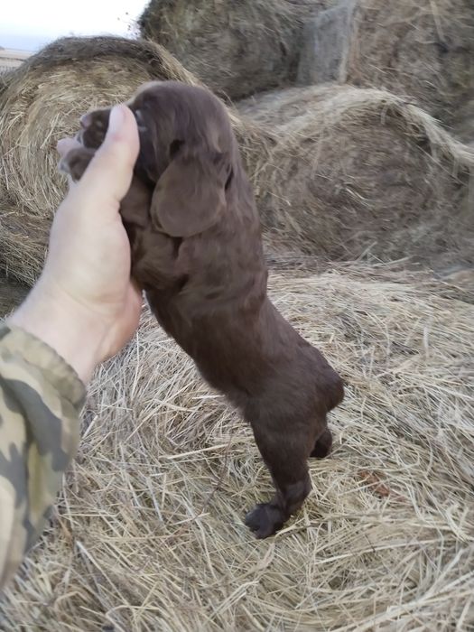 Продам чистокровных Спаниэлев