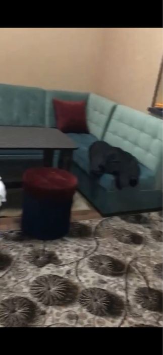 Аренда долгосрочная