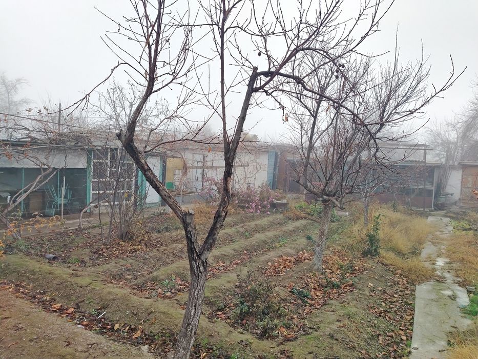 Дала ховли (дача)