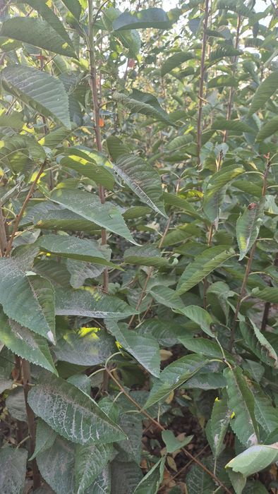 Саженцы.  Саженцы.