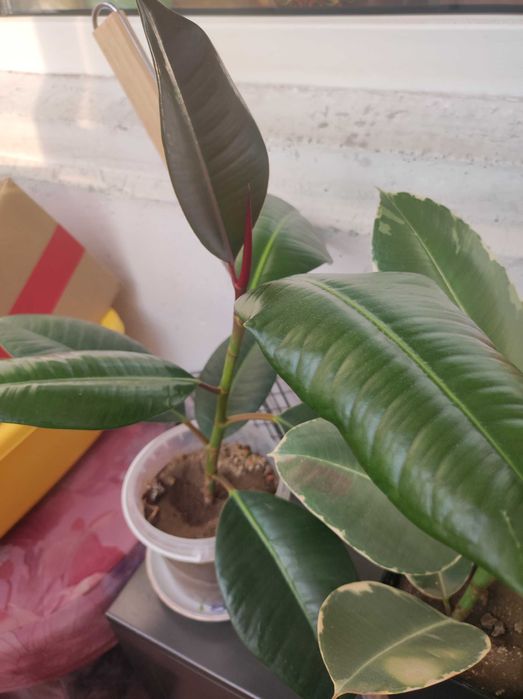 Продам комнатные цветы фикусы