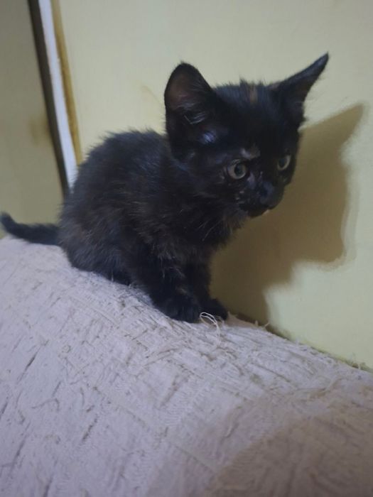 Отдам кота в хорошие руки в подарок