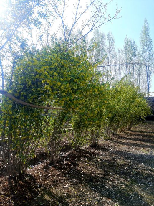 Продаётся участок, ховли чек сотилади.