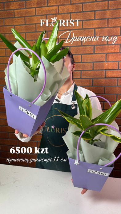 Комнатные цветы кульсары