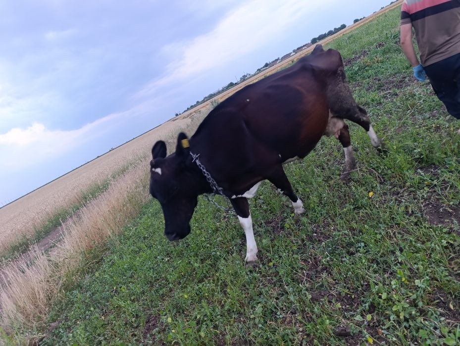 Vând vaca gestanta