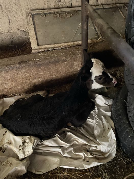 Сиыр,4ші тума азанда кешке 10-15л сүт береді