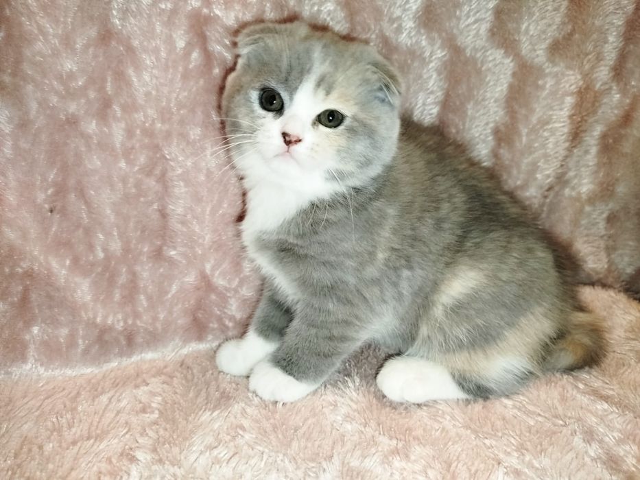 Котенок Шотландской вислоухой