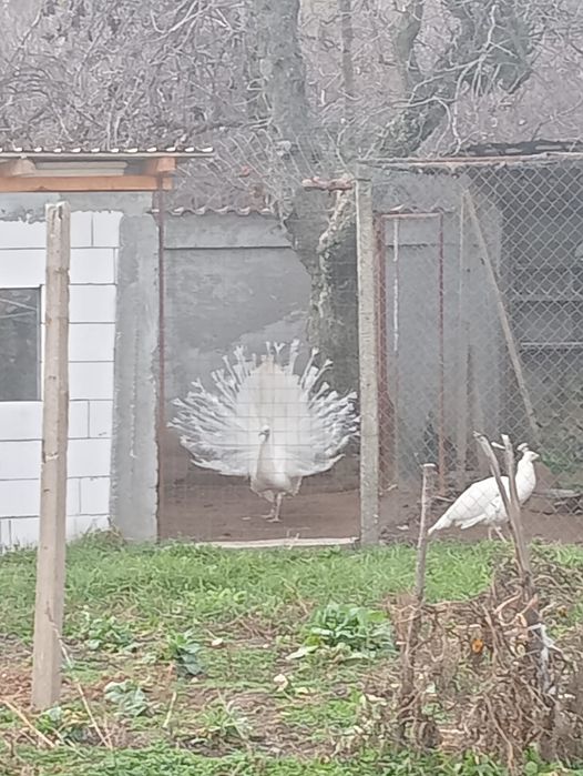 Vând păun alb matur