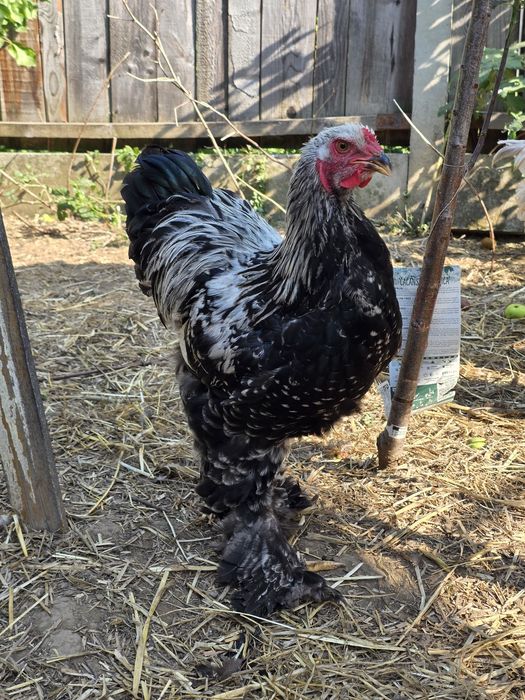 Cocoși Australorp negru și Brahma