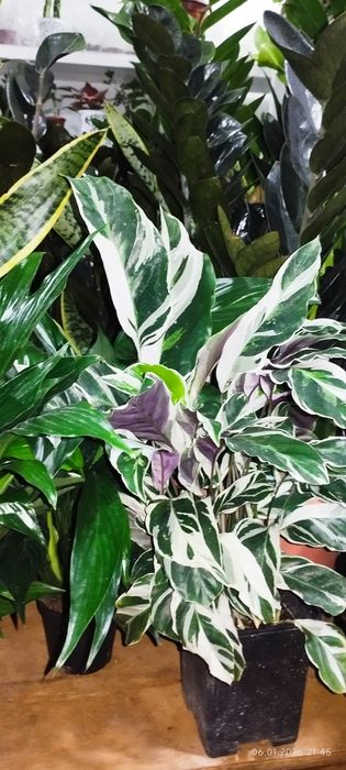 Уход за растениями