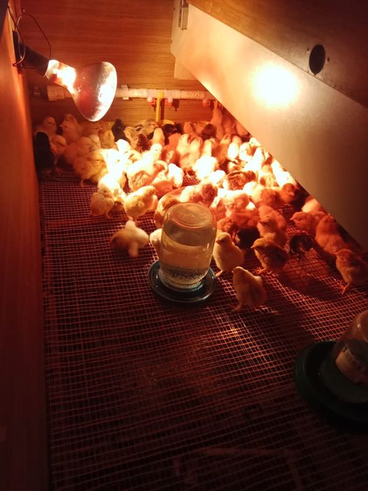 Цыплята домашние