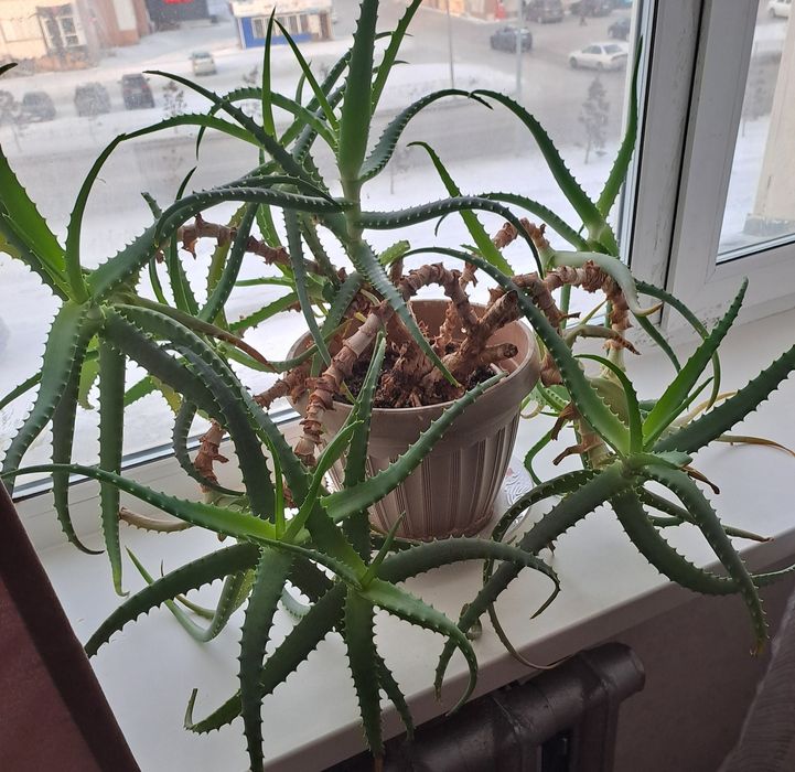 Алоэ  лечебный .