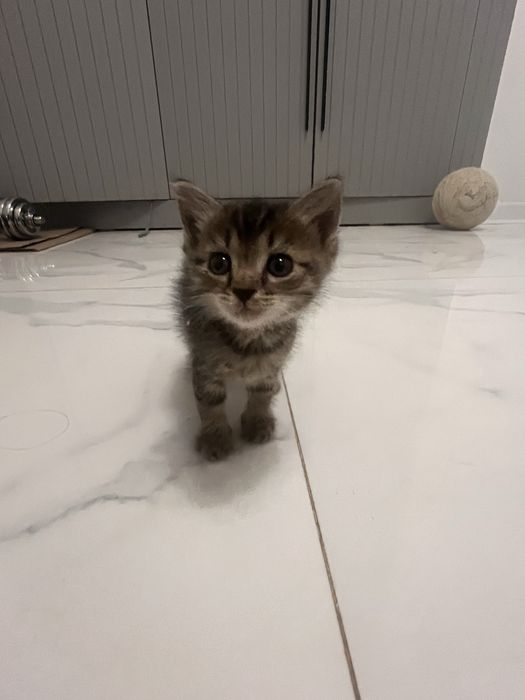 Кошка 2-3 месяца