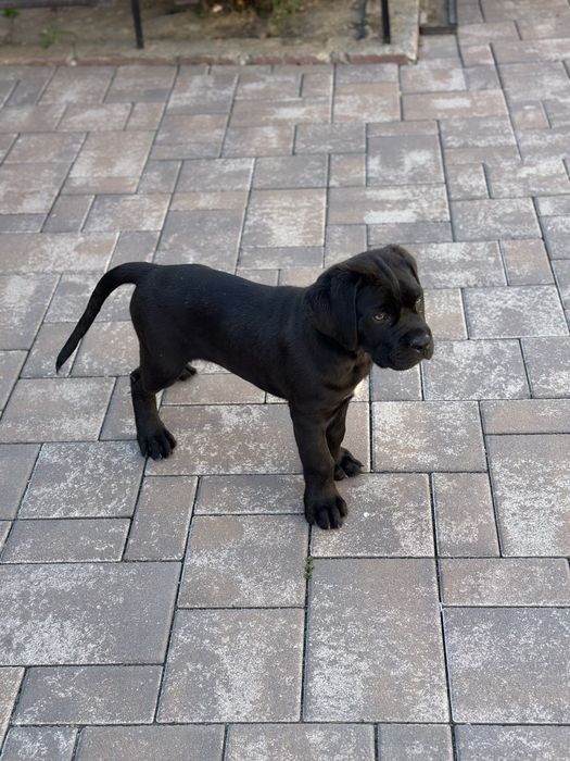 Cane corso cu pedigree
