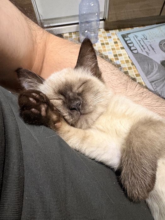 Сиамский котенок в добрые руки