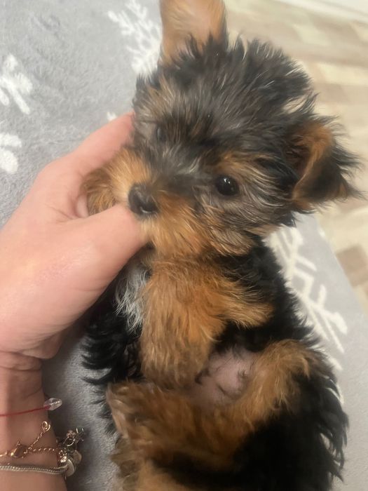 Йорки на два месеца