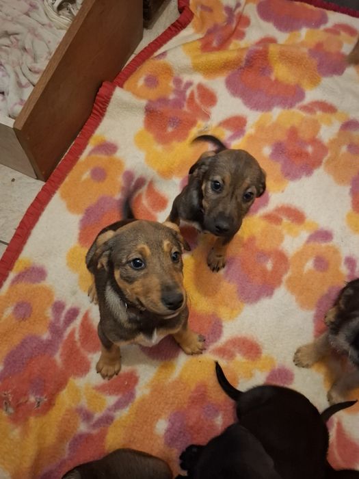 9 малки кученца търсейки си нов дом