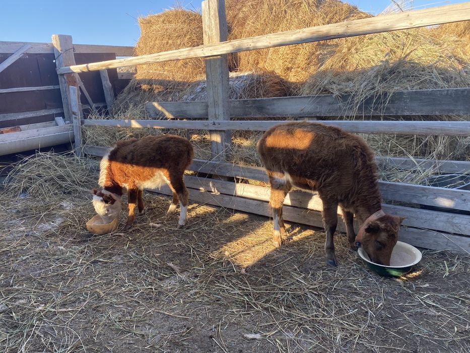 Сиыр малы, баспақтар