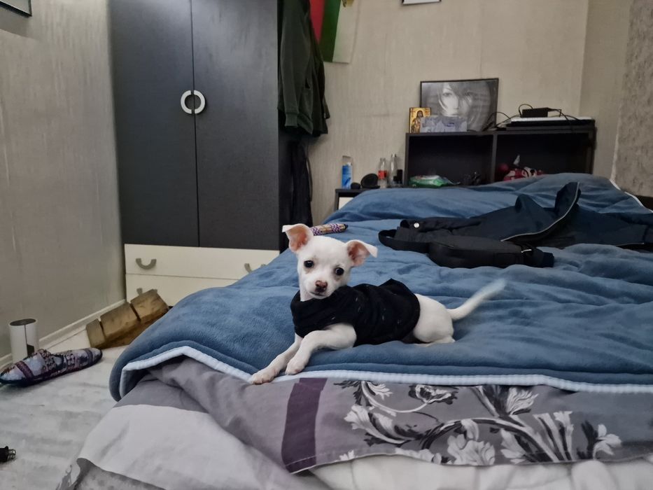 Момиче чихуахуа на 3м