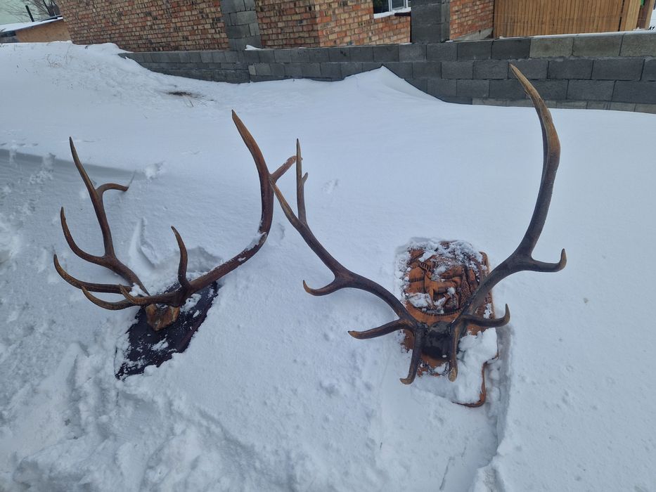 Декоративные для дома и сада