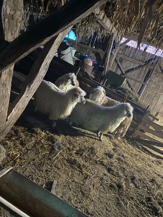 Se vand 3oi si 1 berbec