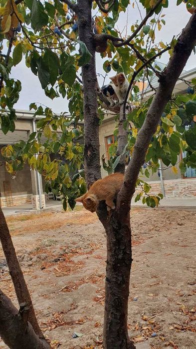 Отдам в хорошие руки, дети Трех-цветки. Меҳрибон қўлларга ҳадя!