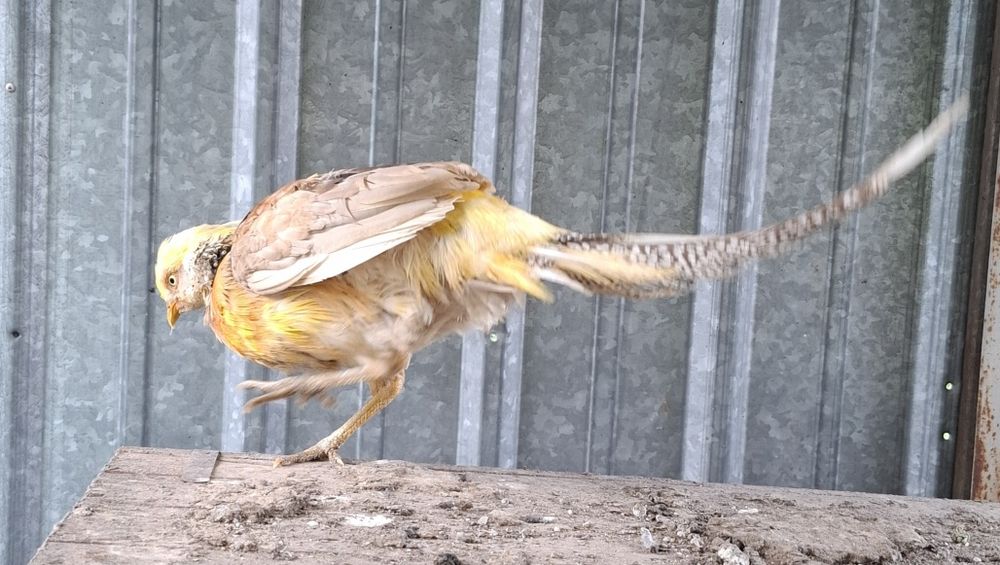 Золотой фазан...