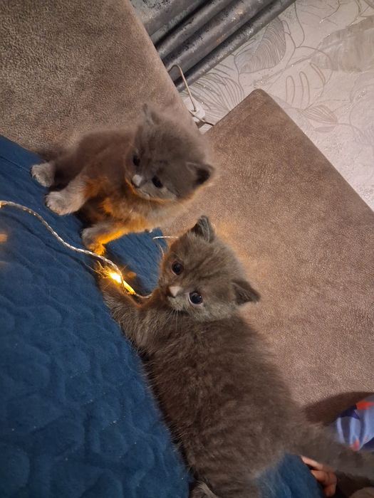 Отдам котят бесплатно.