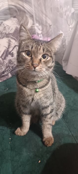 Пропал кот бобтейл