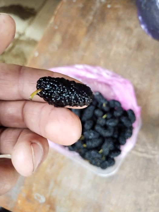 Тутовник месный двухлетка