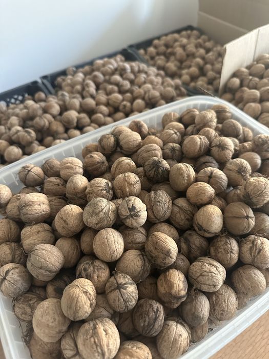 Продам грецкие орехи