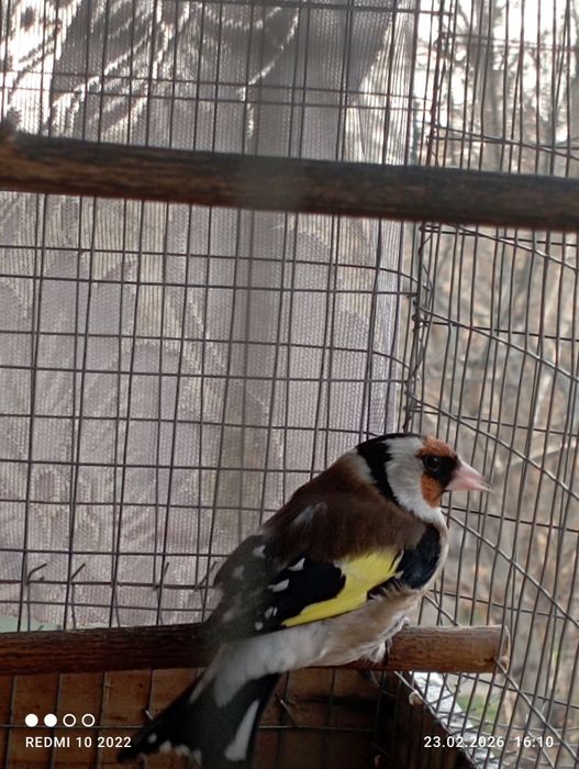 Кокил савала бор.