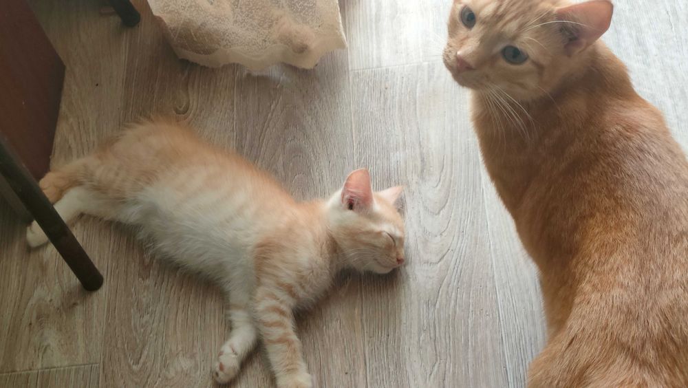 Котята в добрые руки