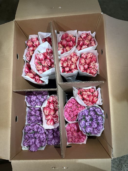 Пионы тюльпаны пионовидные