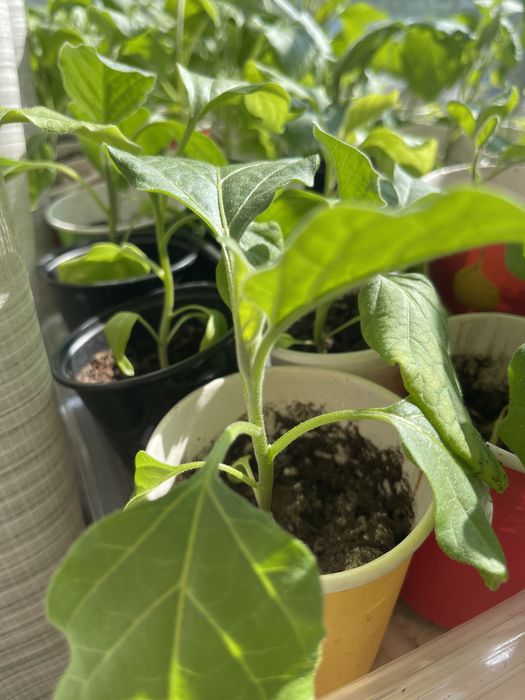 Рассада баклажан