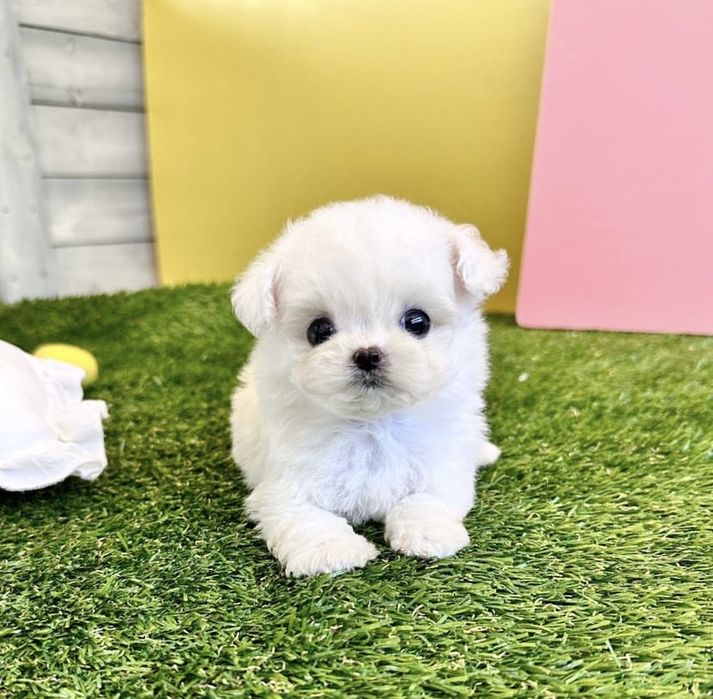Bichon Maltez mini toy