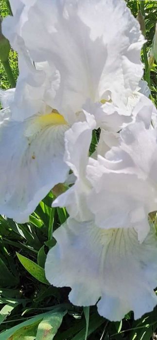 Продам деленки лилейника и ирисов